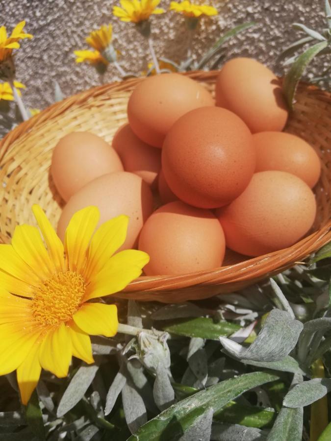 Penzion Kaizer Agrotourism Amargeti Exteriér fotografie