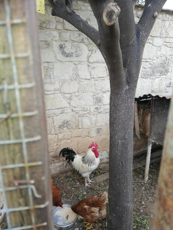 Penzion Kaizer Agrotourism Amargeti Exteriér fotografie
