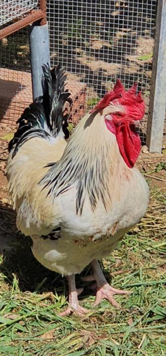 Penzion Kaizer Agrotourism Amargeti Exteriér fotografie